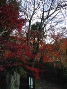 京都　嵐山　紅葉　鈴虫寺